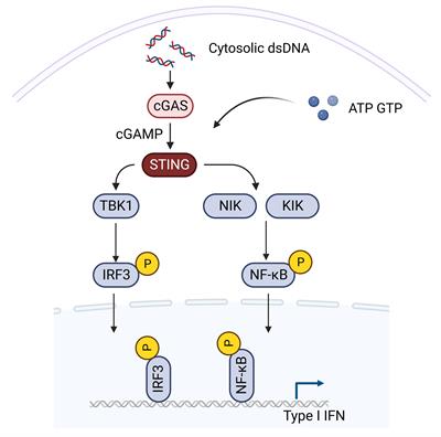 Targeting STING signaling for the optimal cancer immunotherapy